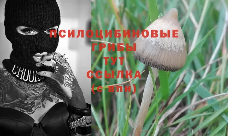 Псилоцибиновые грибы Psilocybine cubensis  Камышин 